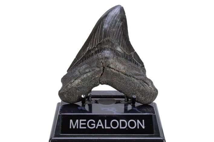 Serrated, Fossil Megalodon Tooth - South Carolina #306302